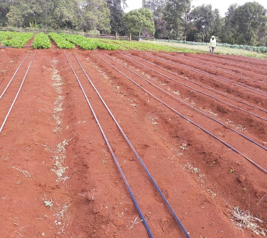 irrigation system
