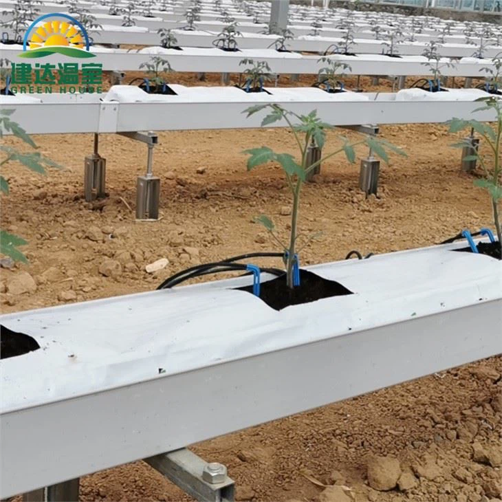 Planta hidropônica de tomate com efeito de estufa