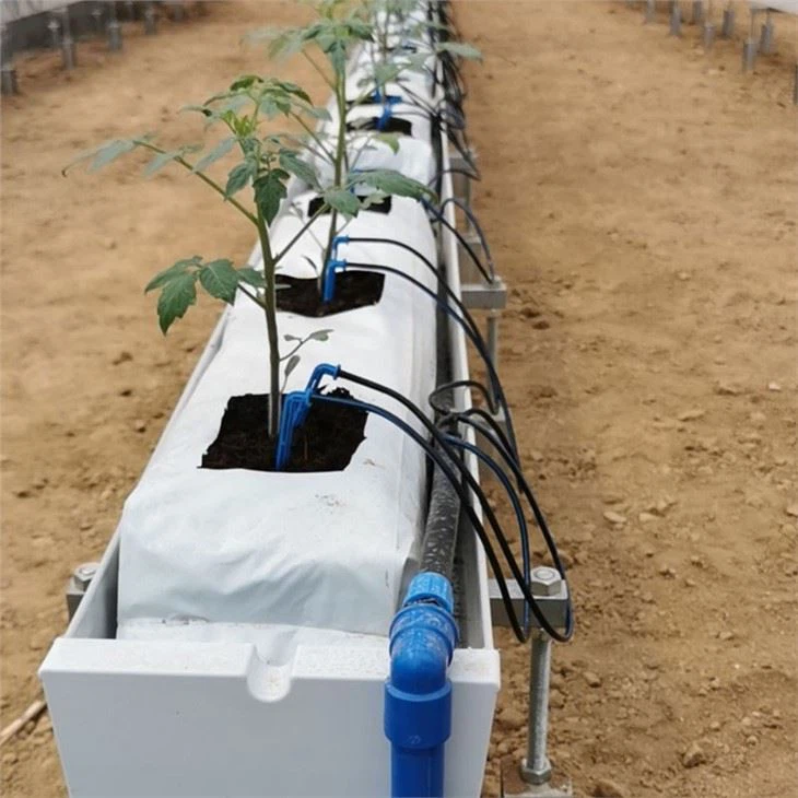 Greenhouse Tomato Hydroponic Plant