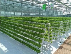 Sistema de planta hidropônica de vegetais folhosos com efeito de estufa
