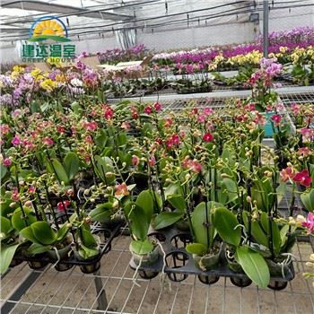 Orquídeas crescem em canteiros