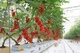 GreenHouses Indoor Farming
