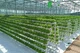 Cultivo hidropônico sem solo