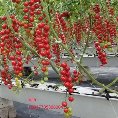 Técnicas de gerenciamento para mudas de tomate enxertadas em áreas de alta al...