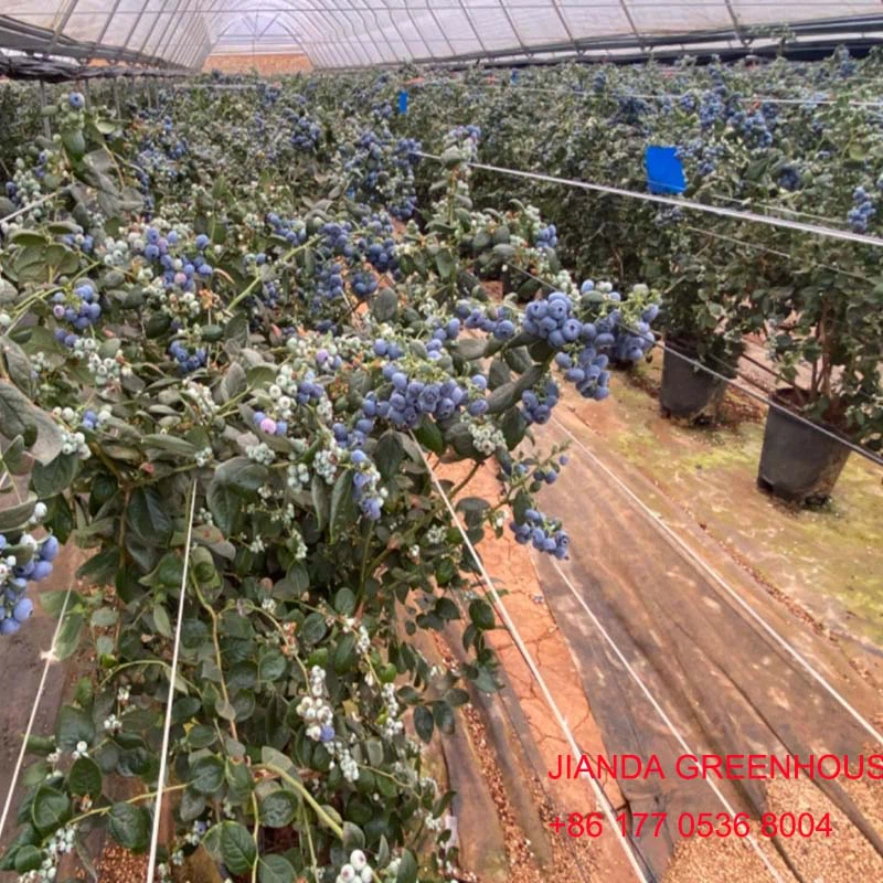 blueberry greenhouse blueberry greenhouse