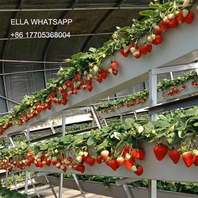 Calha de Morango em Estufa
