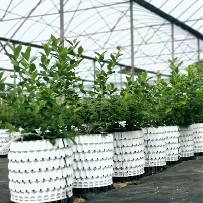 Em estufas, recipientes de cultivo comumente usados