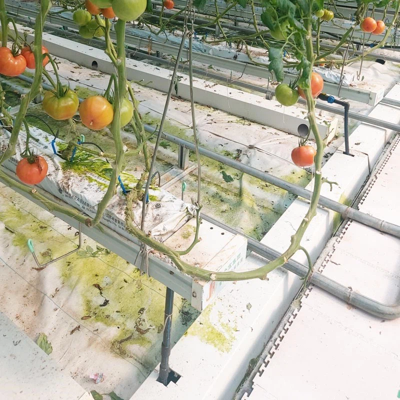 tomato planting tomato planting